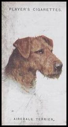 37 Airedale Terrier